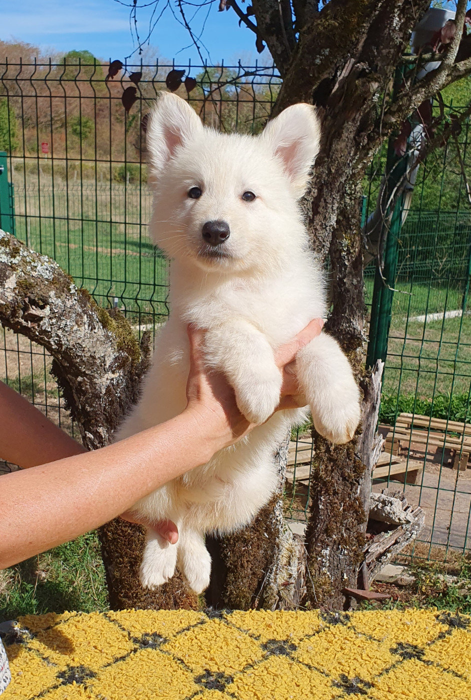 Of Shepherd's Paw - Chiots disponibles - Berger Blanc Suisse