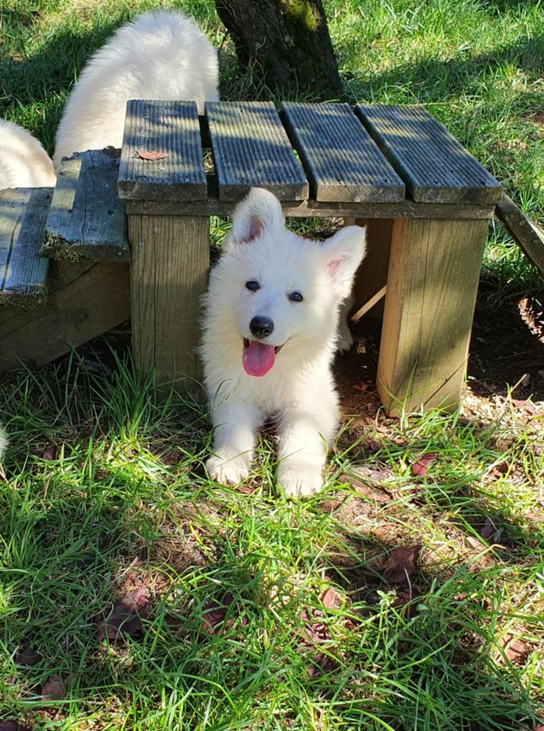 Of Shepherd's Paw - Berger Blanc Suisse - Portée née le 10/07/2025