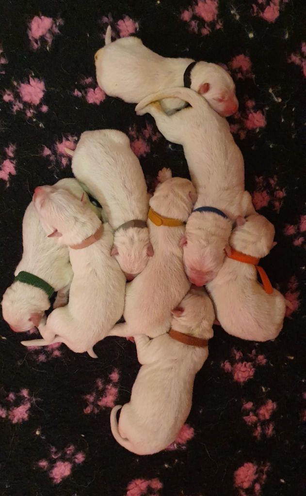 Of Shepherd's Paw - Chiots disponibles - Berger Blanc Suisse