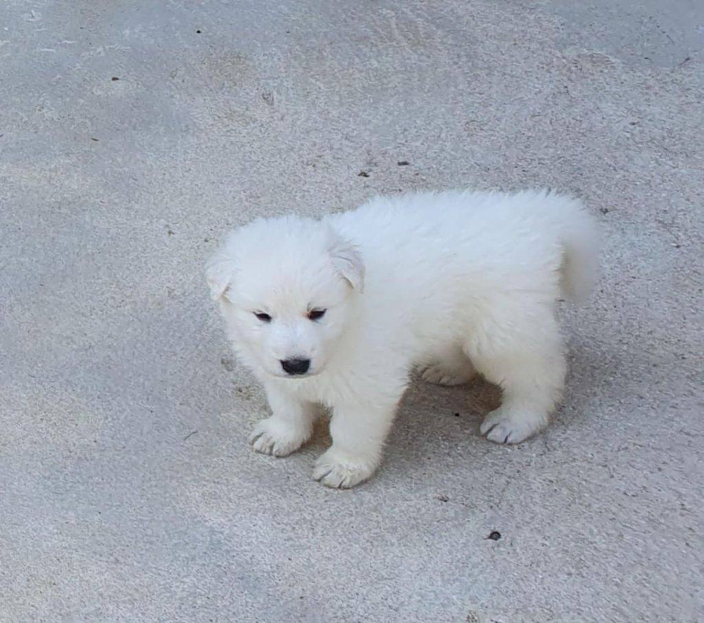 Chiot Berger Blanc Suisse Of Shepherd's Paw