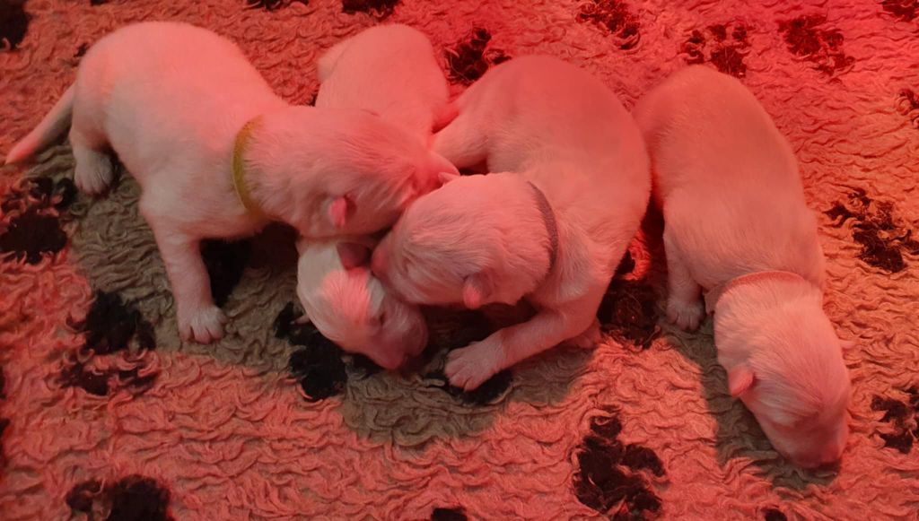 Of Shepherd's Paw - Chiots disponibles - Berger Blanc Suisse