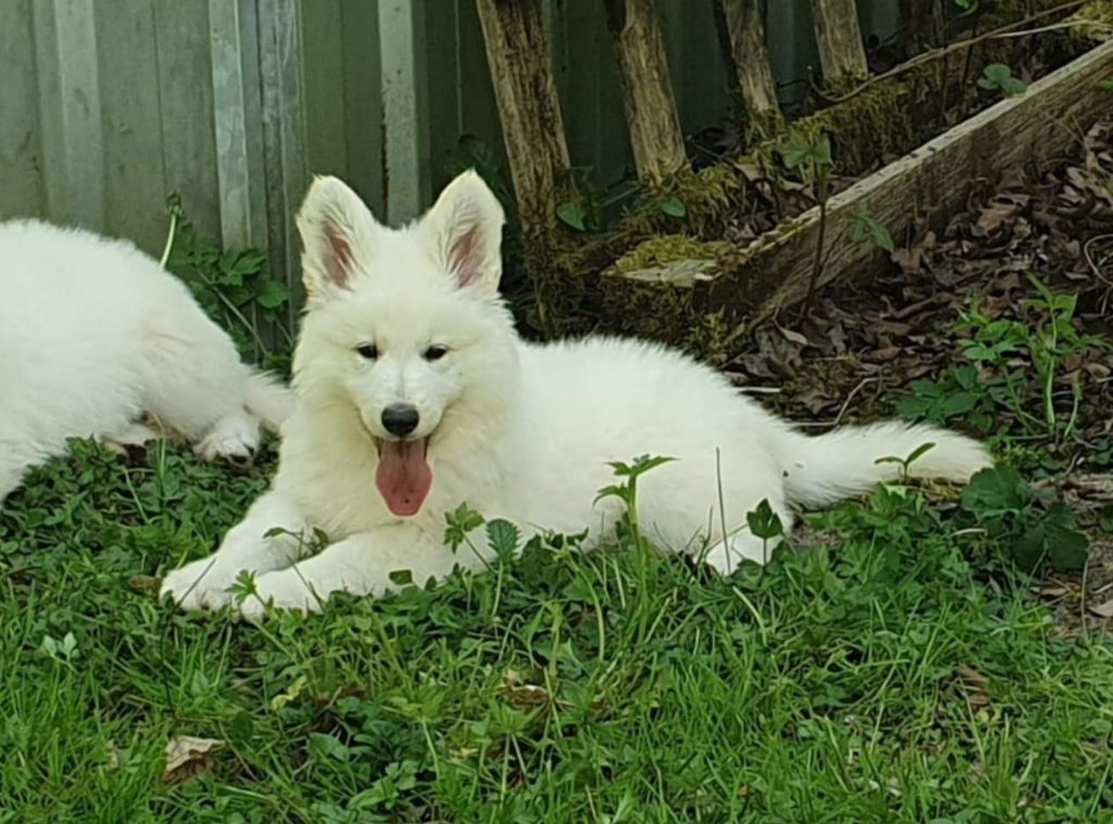 Of Shepherd's Paw - Chiots disponibles - Berger Blanc Suisse