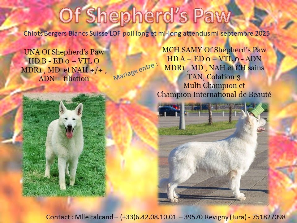 Of Shepherd's Paw - Berger Blanc Suisse - Portée née le 19/09/2025
