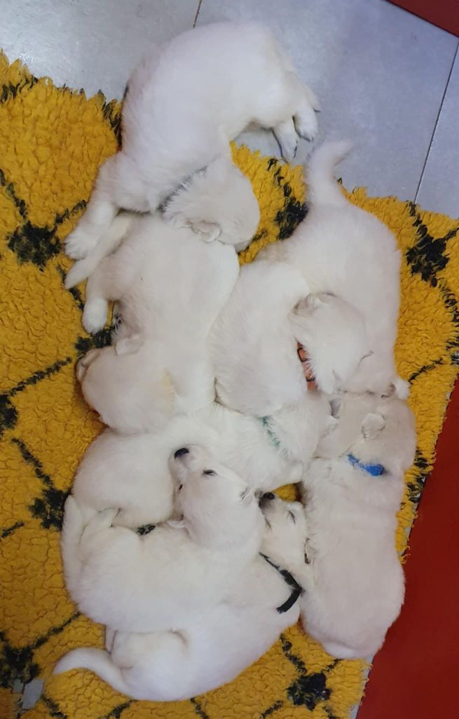 Of Shepherd's Paw - Chiots disponibles - Berger Blanc Suisse