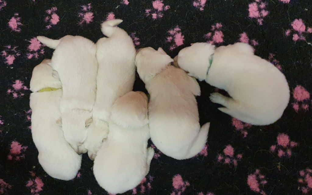 Of Shepherd's Paw - Chiots disponibles - Berger Blanc Suisse