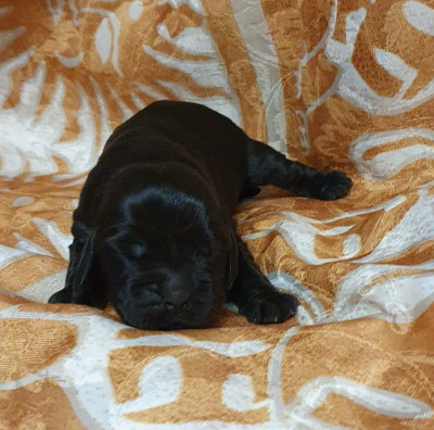 femelle noir