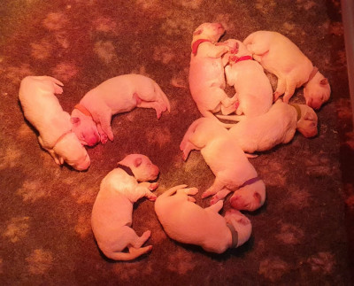 CHIOT 2