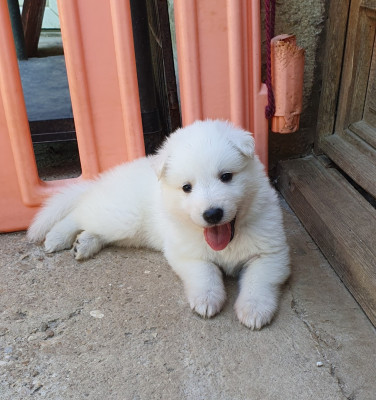 CHIOT 6