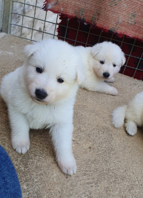 CHIOT 1