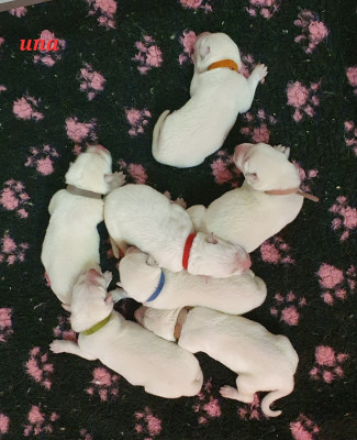 CHIOT 2
