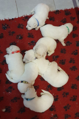 Chiot N°1