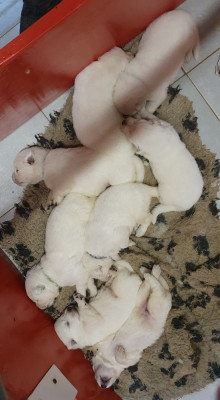 Chiot N°2