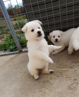 Chiot N°3