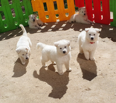 CHIOT 1