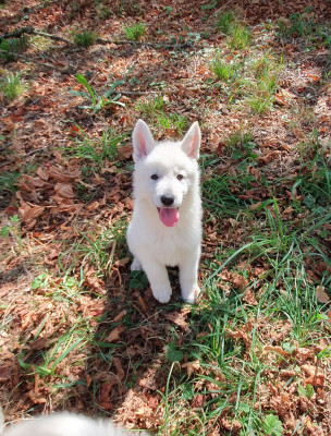 CHIOT