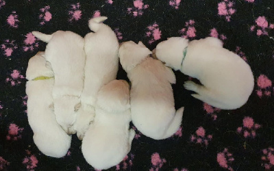 CHIOT