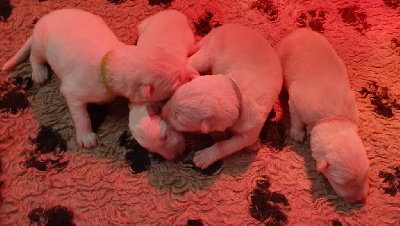 CHIOT