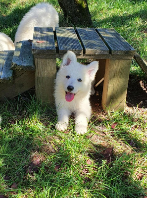 CHIOT