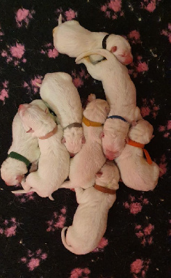 CHIOT