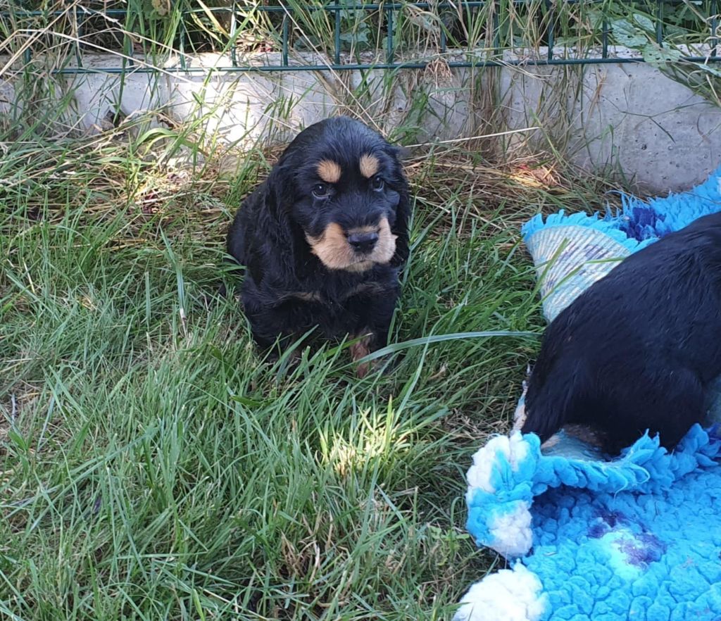 Of Shepherd's Paw - Chiots disponibles - Cocker Spaniel Anglais