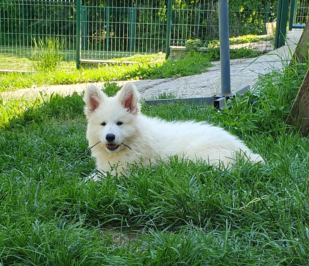 Chiot Berger Blanc Suisse Of Shepherd's Paw