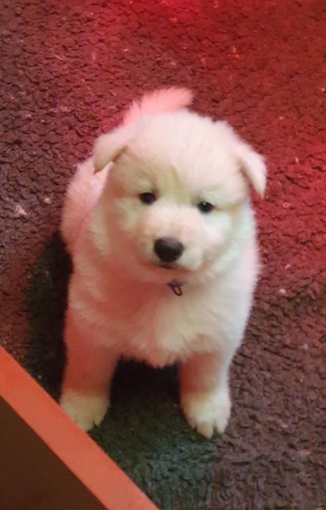 Chiot Berger Blanc Suisse Of Shepherd's Paw
