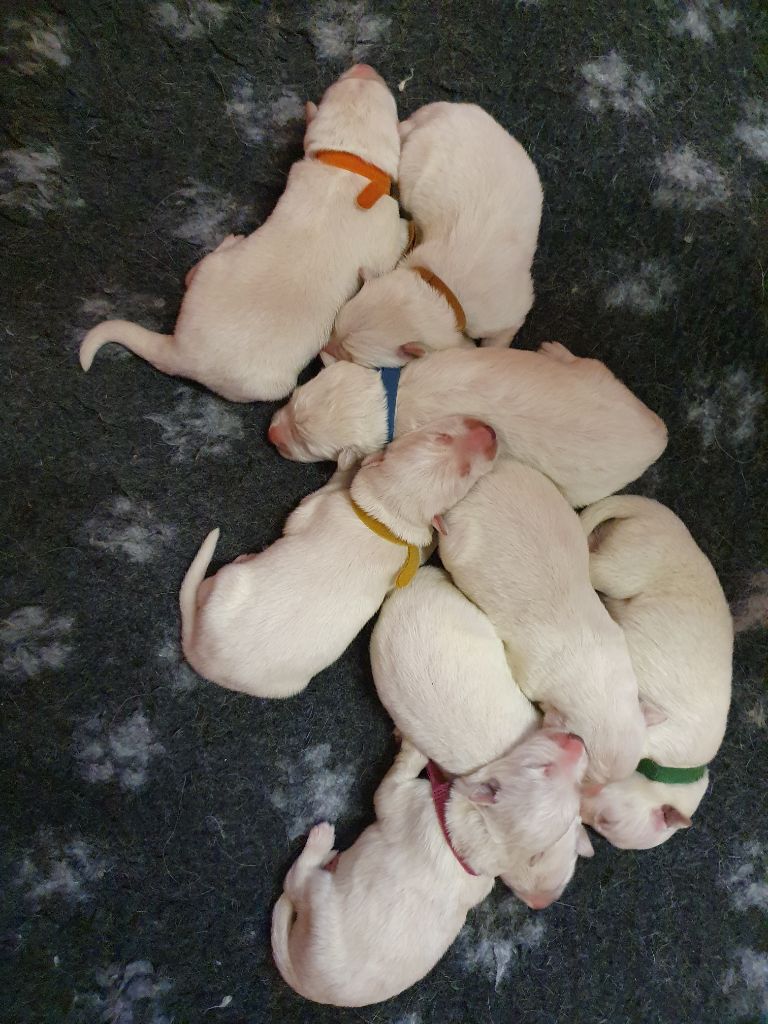 Of Shepherd's Paw - Chiots disponibles - Berger Blanc Suisse